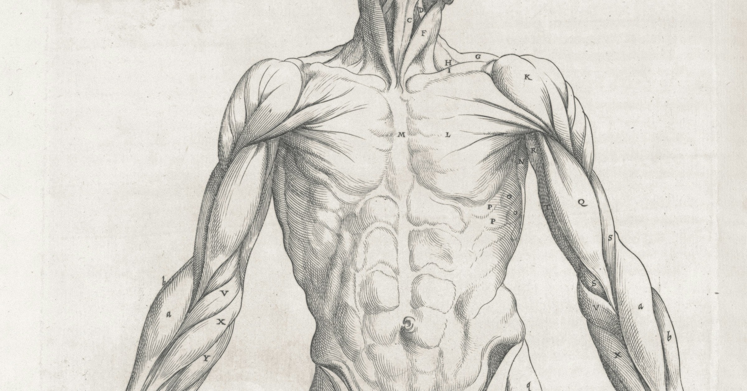 A detailed black and white anatomical illustration of a human torso and arms, showing exposed muscles and labelled with letters for educational reference. This visual explores the Anatomy of an Edit, with the figure facing forwards and no skin visible.