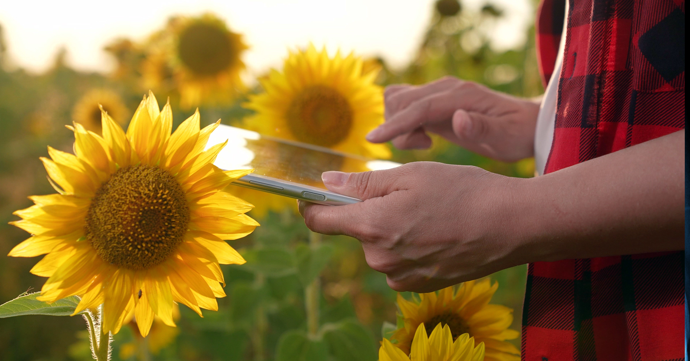 A person wearing a red plaid shirt uses a tablet in a sunflower field, the bright blooms creating a vivid backdrop. The sunlight gives a warm glow, highlighting the contrast between technology and nature—a perfect scene for SEO optimization to boost customer advocacy. A person wearing a red plaid shirt uses a tablet in a sunflower field, the bright blooms creating a vivid backdrop. The sunlight gives a warm glow, highlighting the contrast between technology and nature—a perfect scene for SEO optimization to boost customer advocacy.